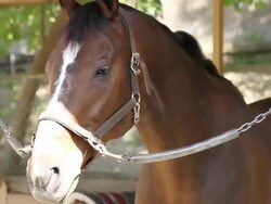 CU TU TD  Horse in stable shaking head at flies / Los Angeles, CA, United States  Stock Footage
