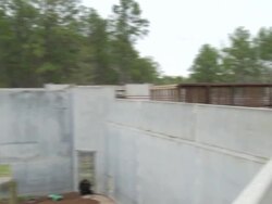 Food tossed to Chimpanzee at Chimp Haven refuge Stock Footage