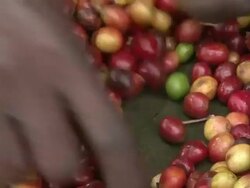 Manually sorting of harvested Fairtrade coffee beans Stock Footage