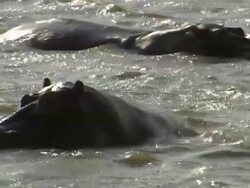 MS Shot of Hippos in water, St Lucia / Kwazulu-Natal, South Africa Stock Footage