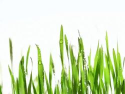 Grass after rain Stock Footage