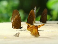 Butterfly on ground Stock Footage