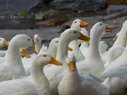 Flock of Ducks, Slow Motion Stock Footage