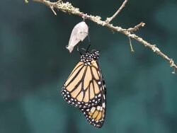 T/L Monarch butterfly (Danaus plexippus) newly emerged adult pumping abdomen and expanding wings Stock Footage