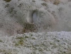 "Flounder digging down into sea bed, Gulf of Mexico" Stock Footage