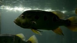 fish under water Stock Footage