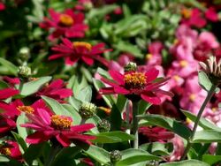 MS View of red zinnia flower field / Koblenz, Rhineland-Palatinate, Germany Stock Footage