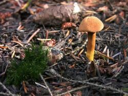 NTSC: Mushroom Stock Footage