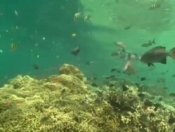 Reef with small fish, Borneo, Malaysia, Southeast Asia Stock Footage