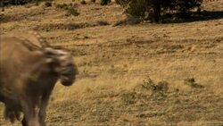 Dinosaurs To Birds Stock Footage