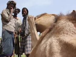 Men dealing a camel at camel fair Stock Footage