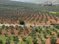 Aerial an Olive grove in the Western Galilee, Israel Stock Footage