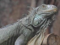 Iguana pet Stock Footage