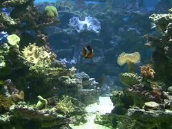 Coral colony on the reef Stock Footage