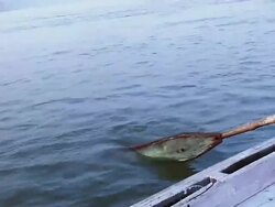 MS TS Boat rowing in Ganges River / Varanasi, Uttar Pradesh, India Stock Footage