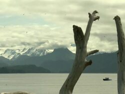 "View across Kachemak Bay from near Homer, Kenai Peninsula, Alaska, looking towards Kachemak Bay State Park and Wilderness Park, with snow topped mountain range, driftwood in foreground, small boat passes right to left, seabirds in air." Stock Footage