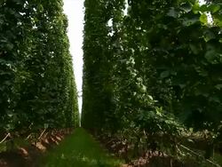 HD Hop Garden Tracking Shot Stock Footage