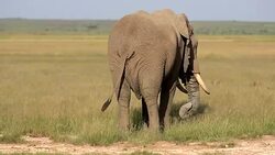 Elephants grazing at Amboseli Stock Footage