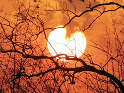 "MS View of Red sunset through branches silhouette branches; birds flying through sunset / Chandrapur, Maharashtra, India" Stock Footage