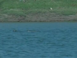 Gharial crocodile (Gavialis gangeticus) in Chambal River, India Stock Footage