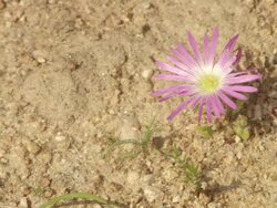 WS View of Single pink vygie growing on gravel / Namaqualand, Northern Cape, South Africa Stock Footage