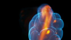 Mesmerising fire Stock Footage