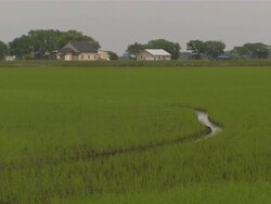 Slow zoom in to rice field and farm houses. Stock Footage