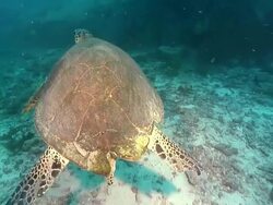 MS TS Shot of Single hawksbill turtle with damaged shell swimming along reef / Mahe, Seychelles Stock Footage
