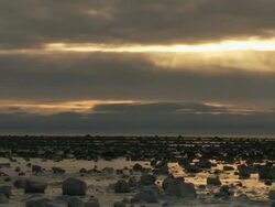 WS PAN Arctic seascape on shore of hudson bay / Churchill, Manitoba, Canada Stock Footage