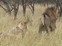 MS Lions eating  zebra / Tanzania Stock Footage