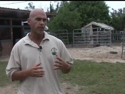 South Florida authorities are investigating the slaughter of a number of horses, saying the black market for horse meat may be behind the crimes News Clip