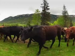 Cowboys herding cattle from field Stock Footage