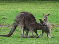 Kangaroo and joey Stock Footage