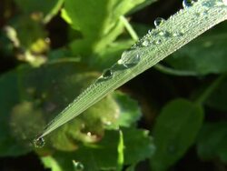 HD: Morning dew Stock Footage