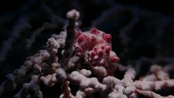 Pink Pgymy Seahorse, Sea fan coral, undersea (4K) Stock Footage