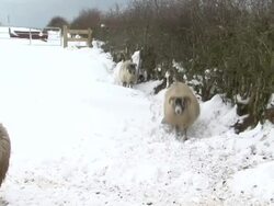Sheep Farm Under Snow in County Antrim News Clip