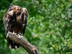 Vulture Stock Footage