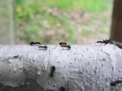 Ant colony display Stock Footage
