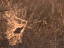 MS R/F Shot of Spiders web at dusk   / Central Kalahari Game Reserve, Botswana Stock Footage