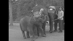 At dedication of narrow gauge railroad train in Colorado Springs, CO, three elephants perform next to tracks News Clip
