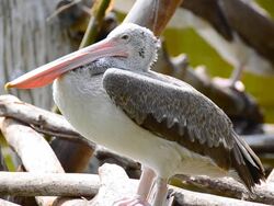 pelican on a stump Stock Footage