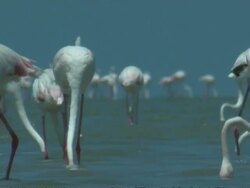 Greater Flamingoes (Phoenicopterus roseus) walking around and feeding in shallow water, South India Stock Footage