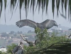 MS Marabou stork in tree drying wings / Buikwe, Uganda Stock Footage