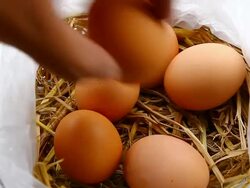eggs on straw Stock Footage