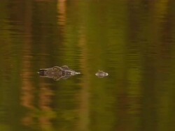 Crocodile Stock Footage