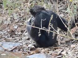 Gibbon Stock Footage
