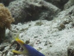 Ribbon eel (Rhinomuraena quaesita) Stock Footage
