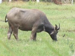water buffalo Stock Footage