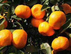 Japanese clementines on a Tree in Japan. Stock Footage