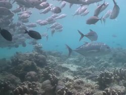 MS Shot of Schooling big eye jack fish and giant trevally / Sipadan, Sabah, Malaysia  Stock Footage
